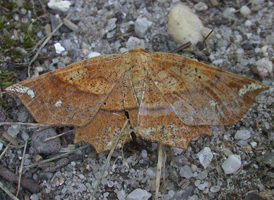 Deep-yellow Euchlaena